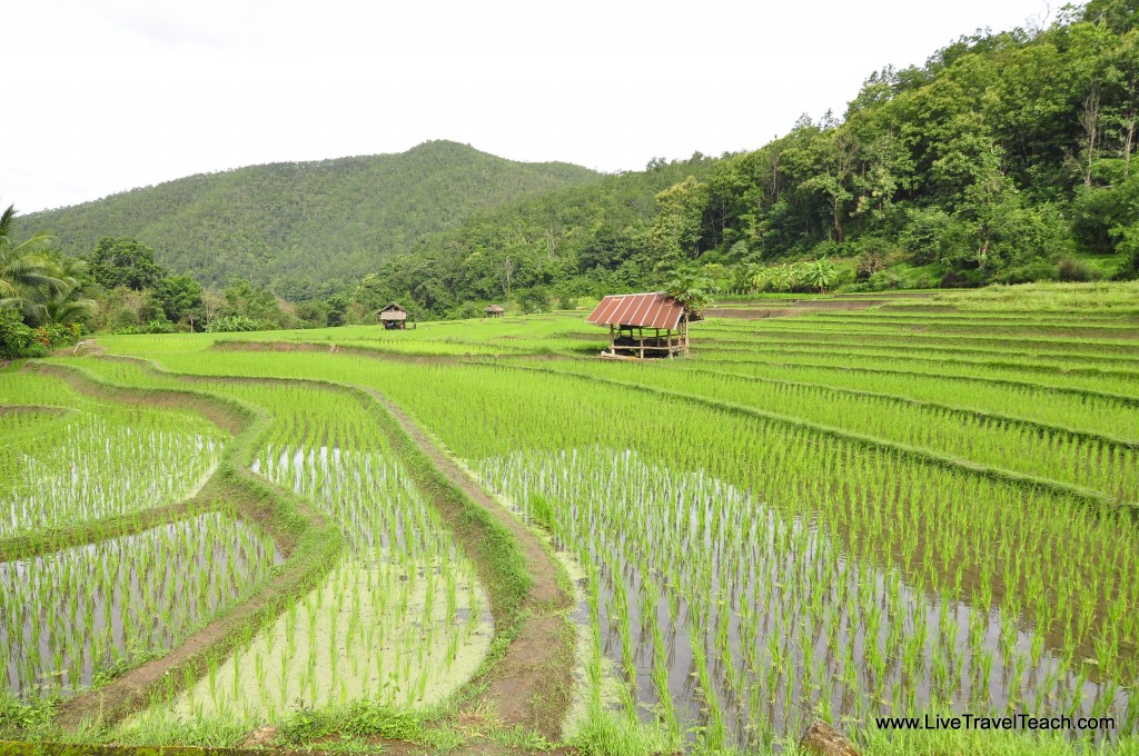 9 Rice Fields