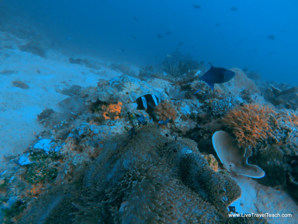 SCUBA dive SCUBA dive
