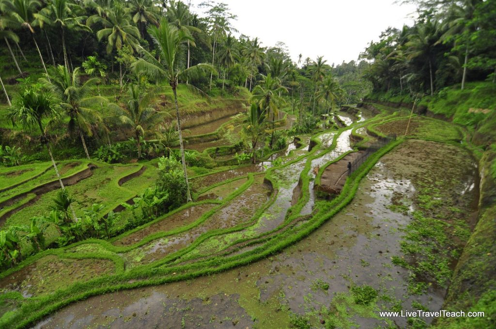 Tegalalang Rice Terraces Ubud Bali