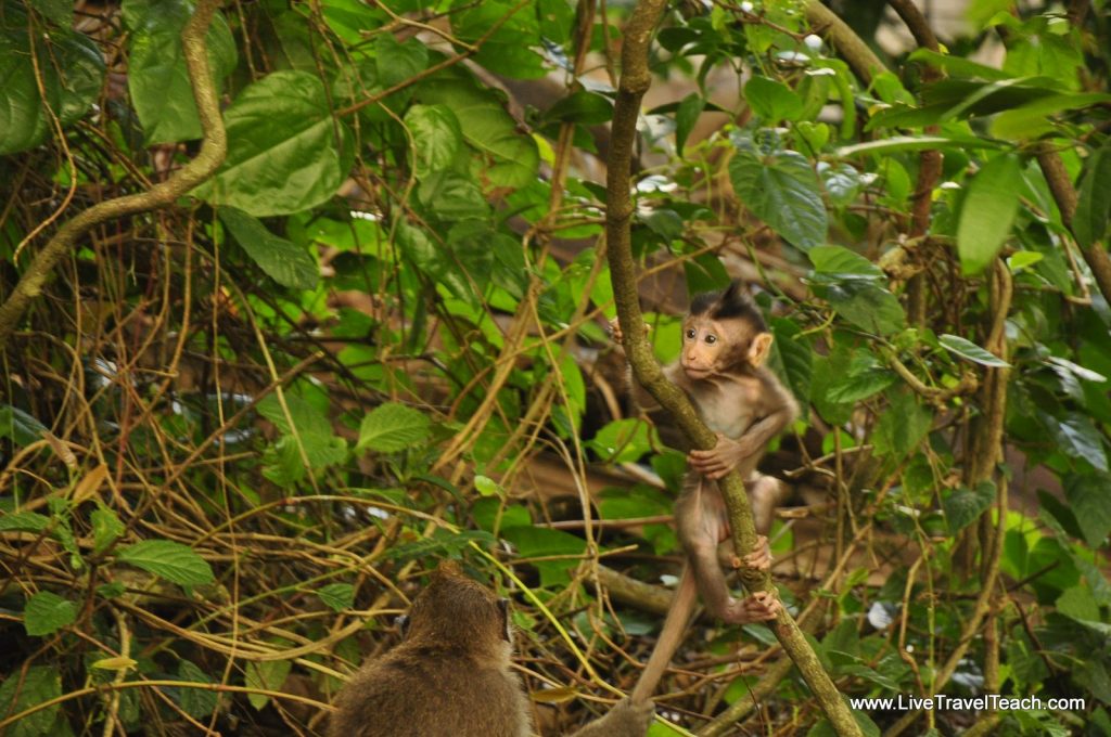 monkeys in trees Sacred Monkey Forest Ubud Bali
