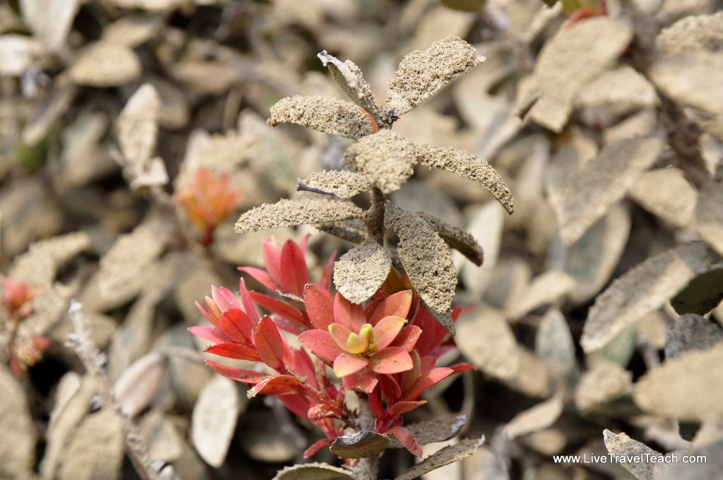 Ash covered plants