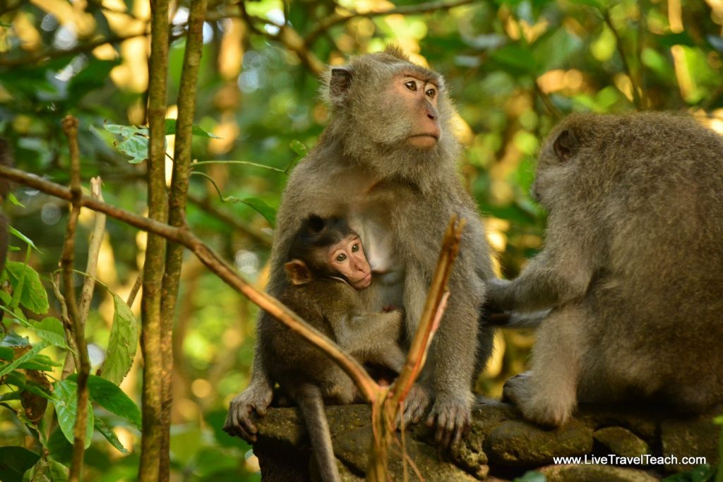 monkeys in Sacred Monkey Forest Ubud Bali