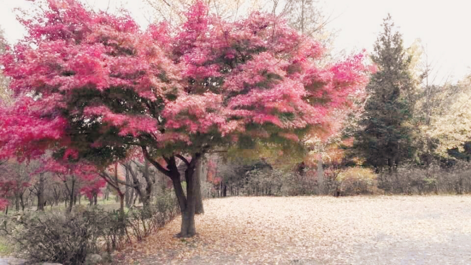 landscape-pic