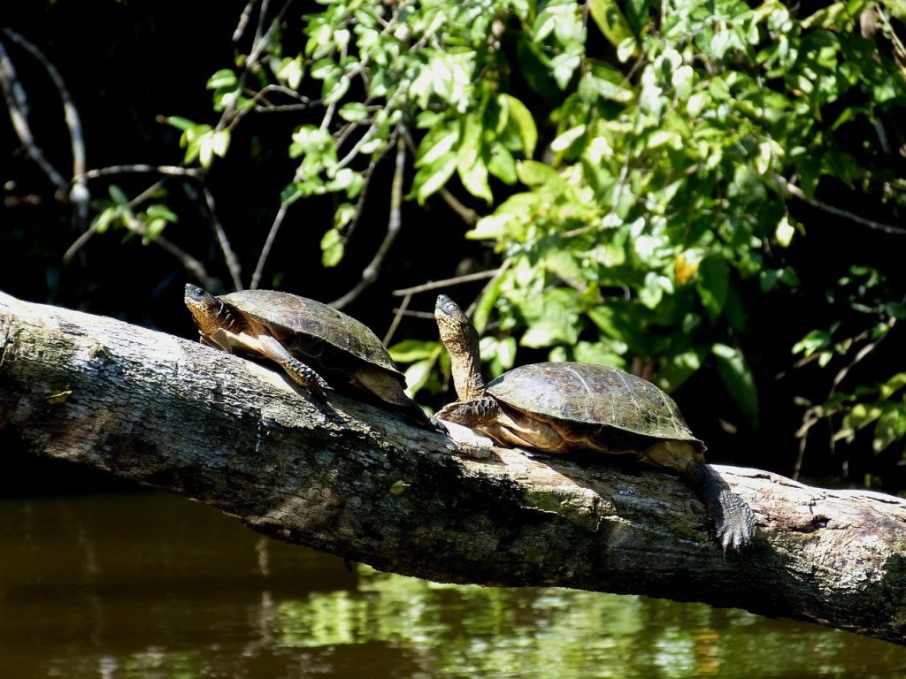 turtles