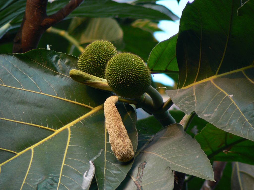 Uru fruit