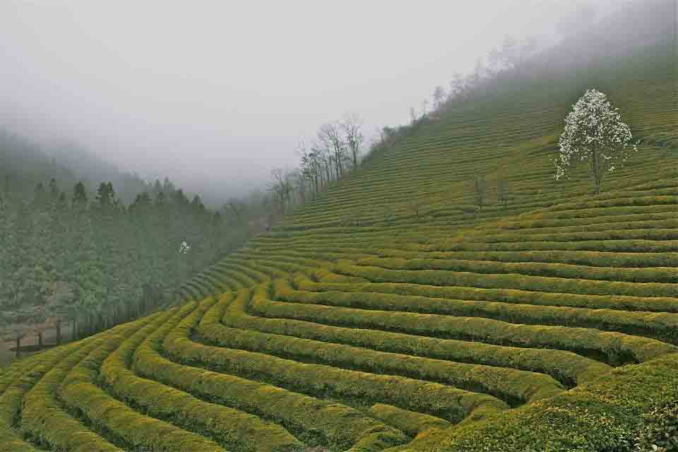 Boseong Green Tea Fields Boseong Green Tea Fields