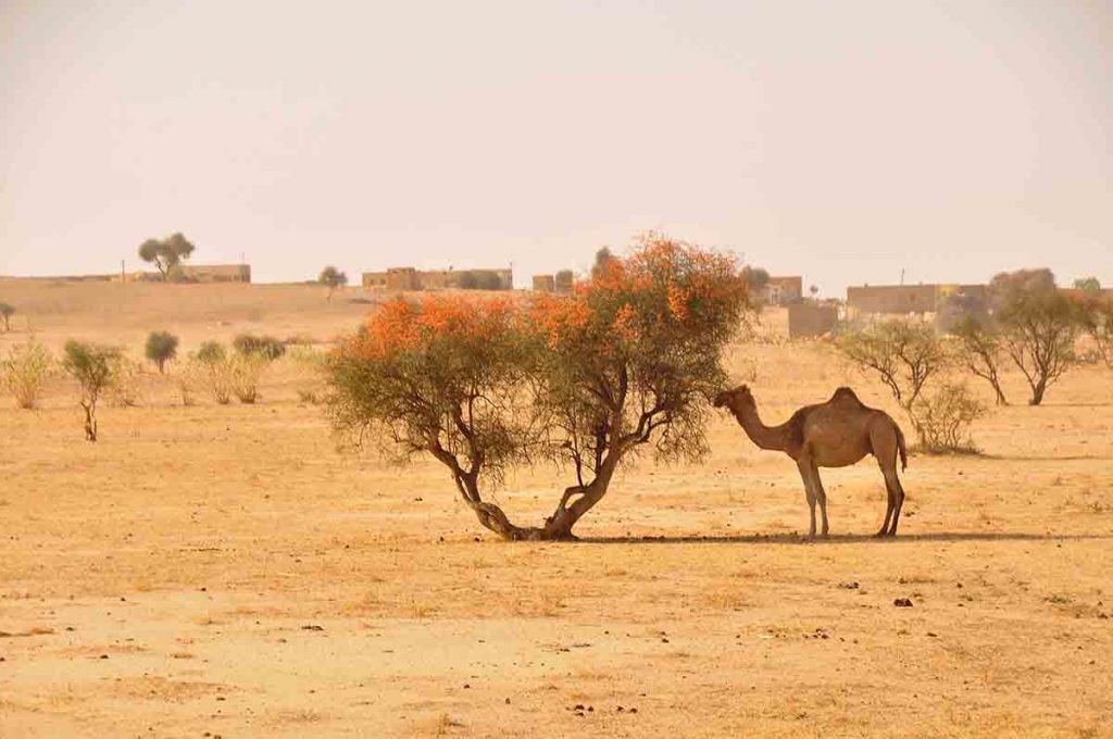 Camel Safari Jaisalmer