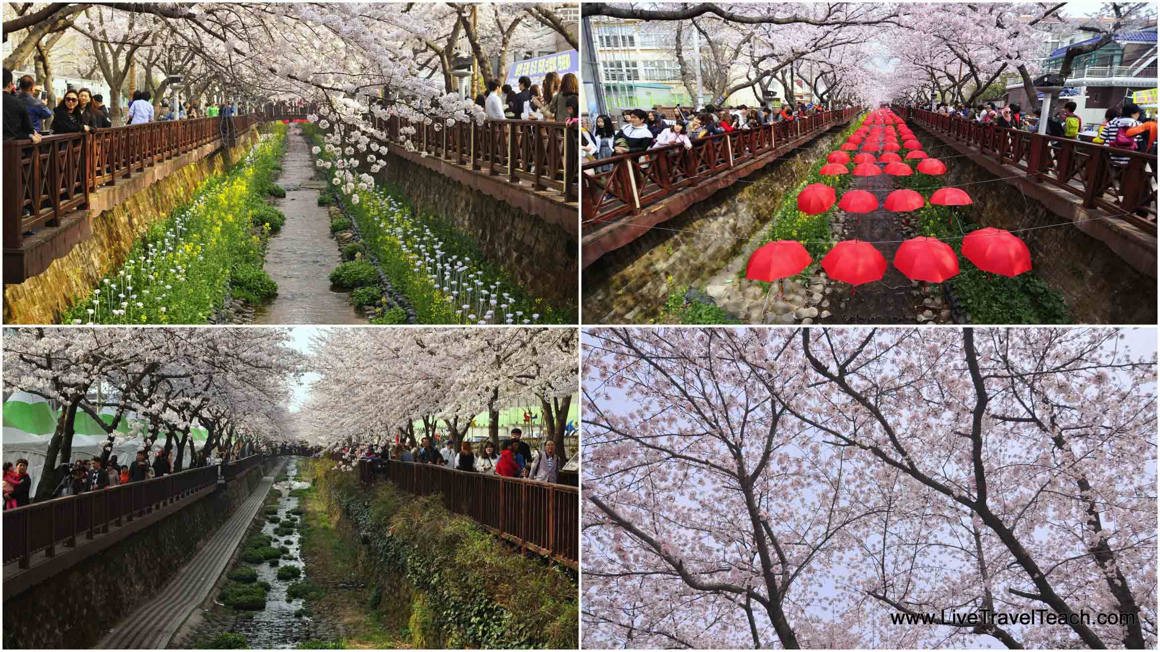 Places to Visit in Korea During Spring Spring in Korea
