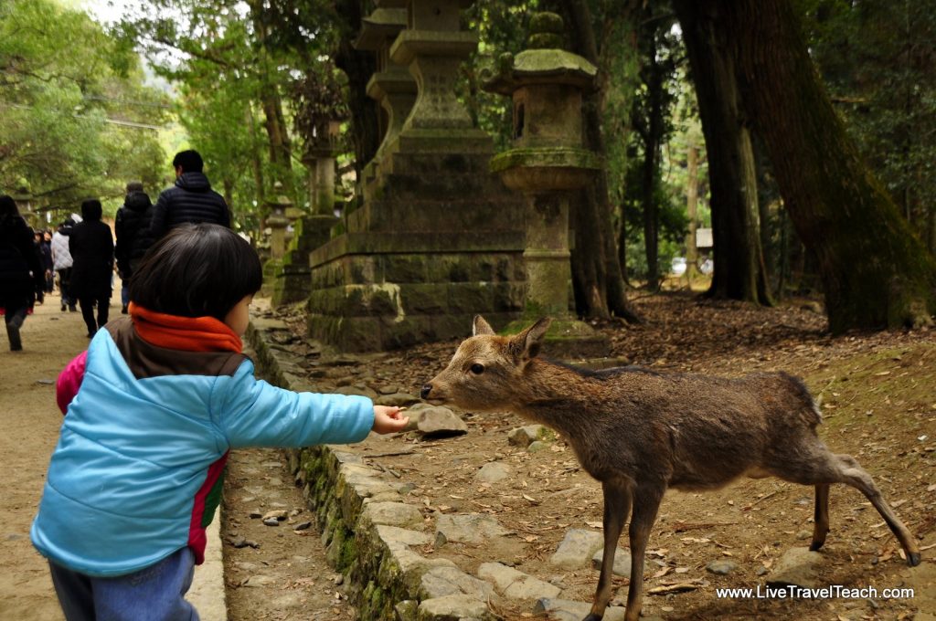 Feed the Deer Feed the Deer