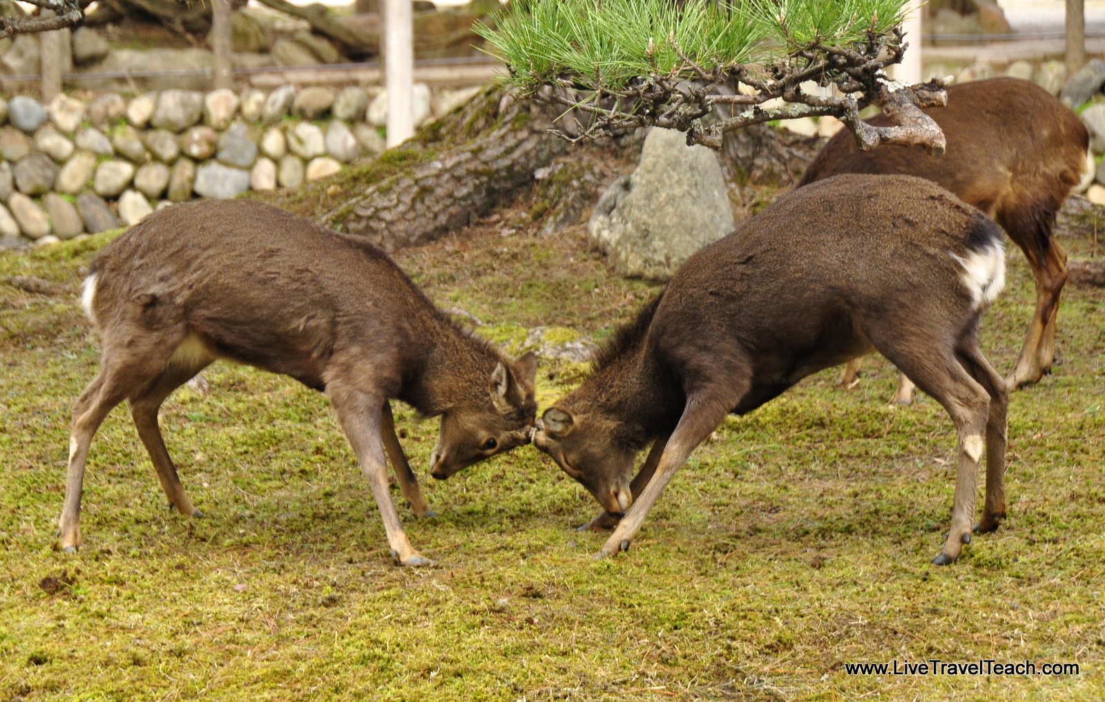 Getting to Nara Deer Park Getting to Nara Deer Park