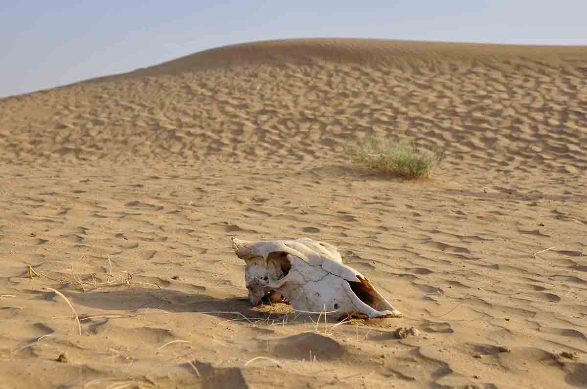 Camel Safari Jaisalmer