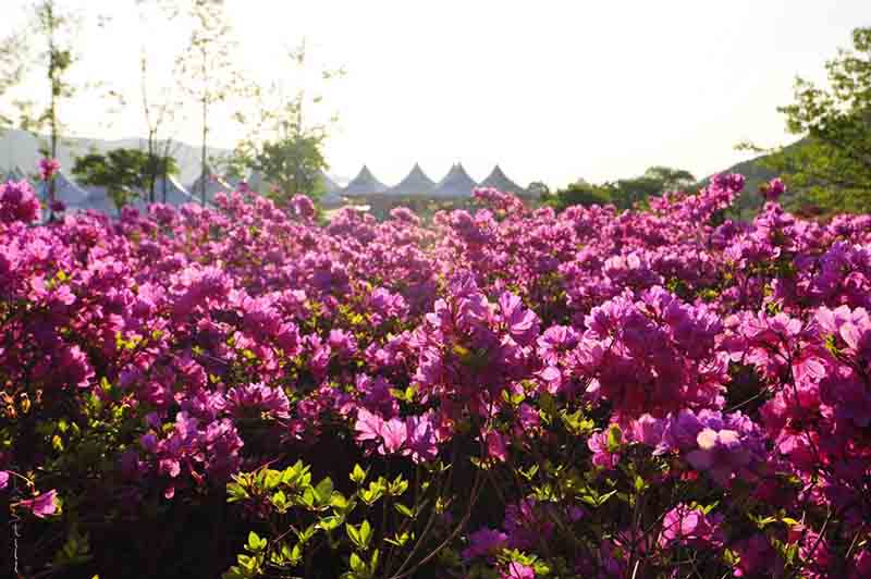 Travel Korea in Spring Travel Korea in Spring