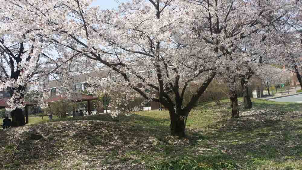 Best Spring Hikes in Korea Best Spring Hikes in Korea