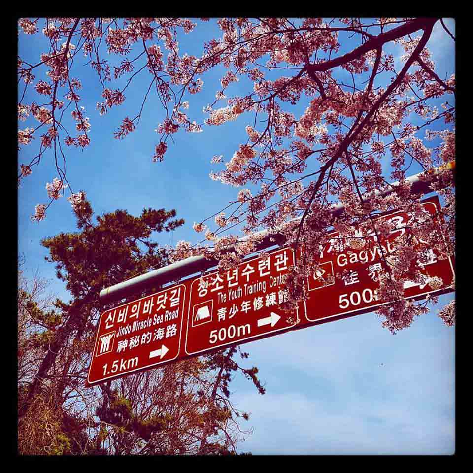 Best Spring Destinations in Korea Best Spring Destinations in Korea