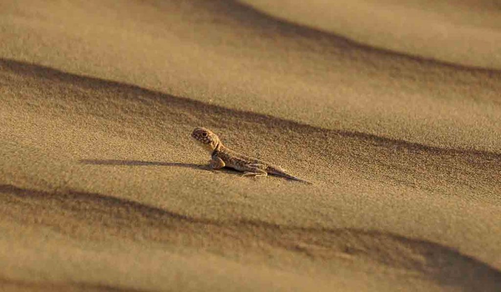 camel safari jaisalmer tripadvisor