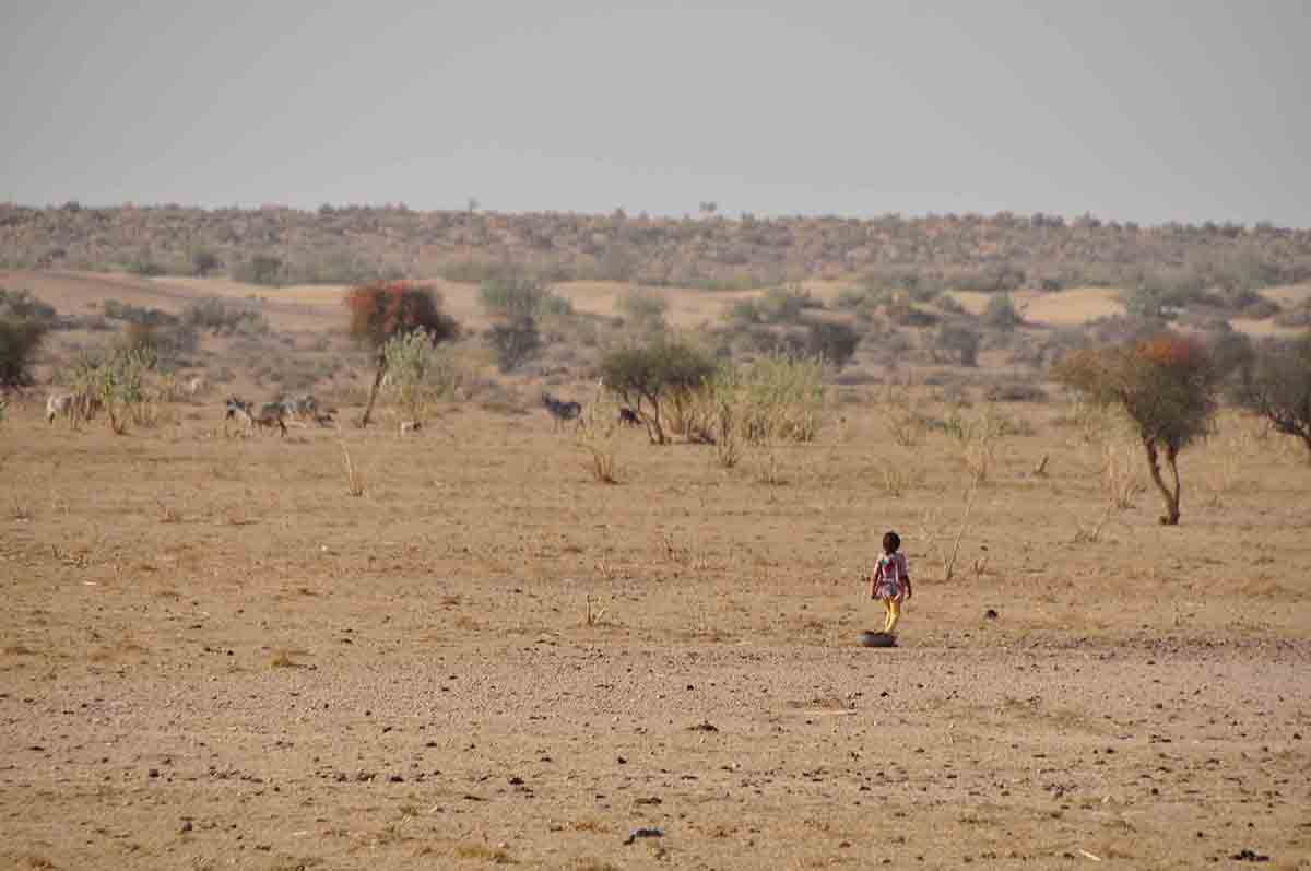 Camel Safari Jaisalmer