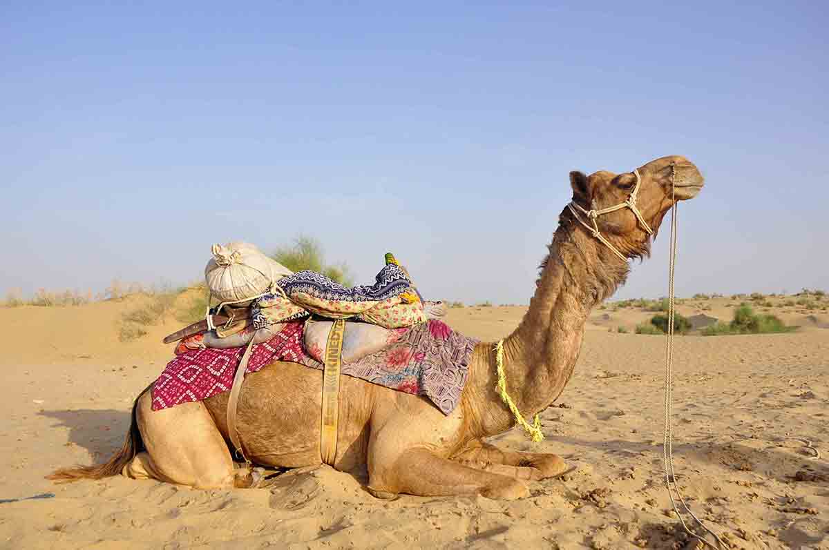 Desert Safari in Jaisalmer