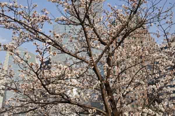 Places to Visit in Seoul During Spring Places to Visit in Seoul During Spring