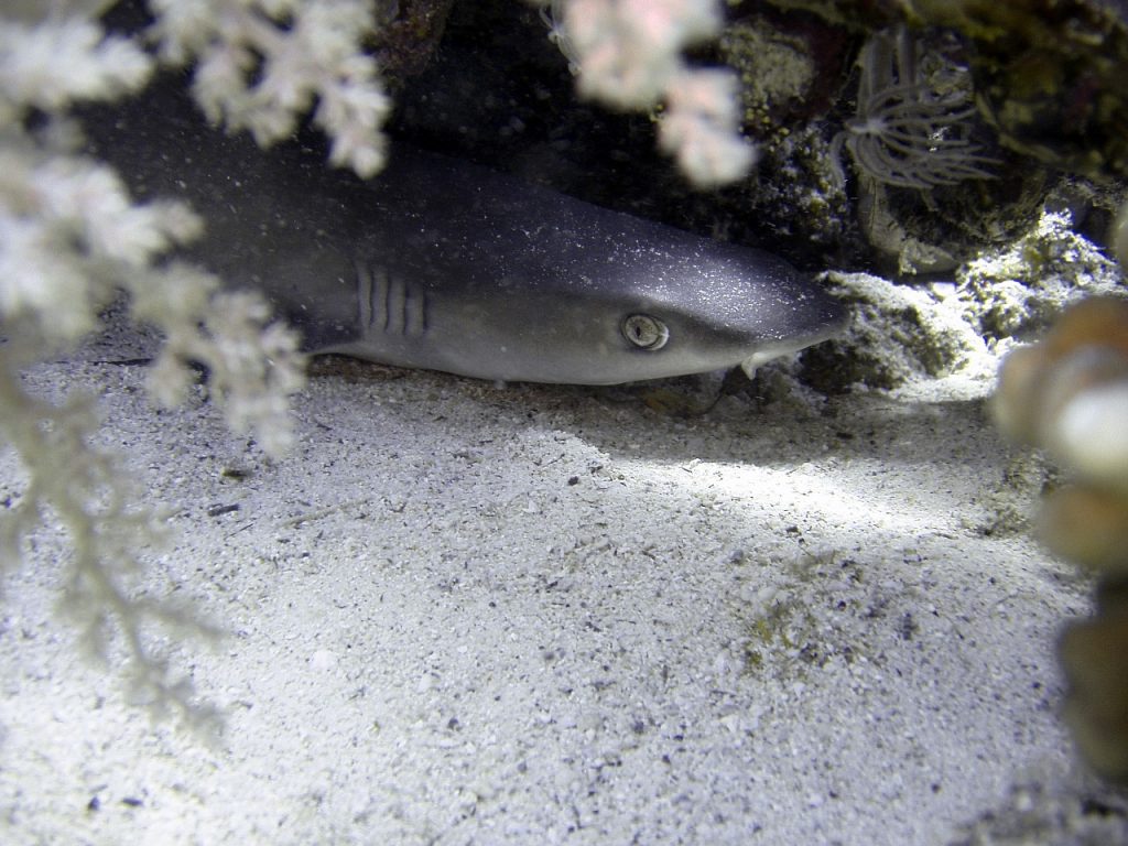 Reef shark