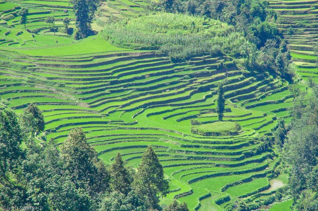 Nepali Rice Terraces