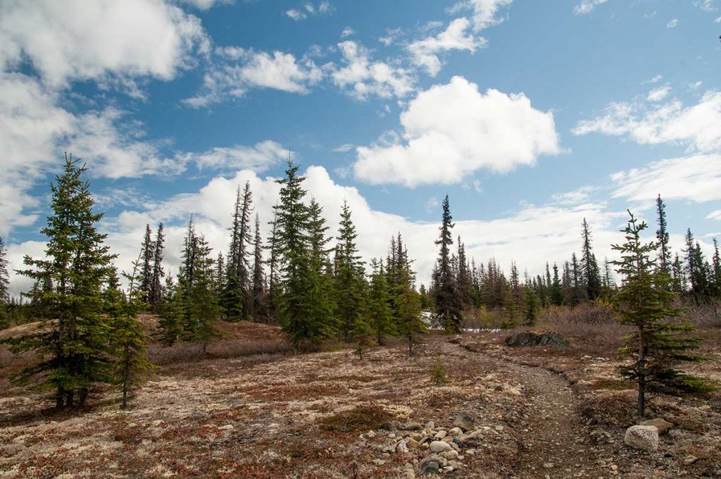 black spruce trees