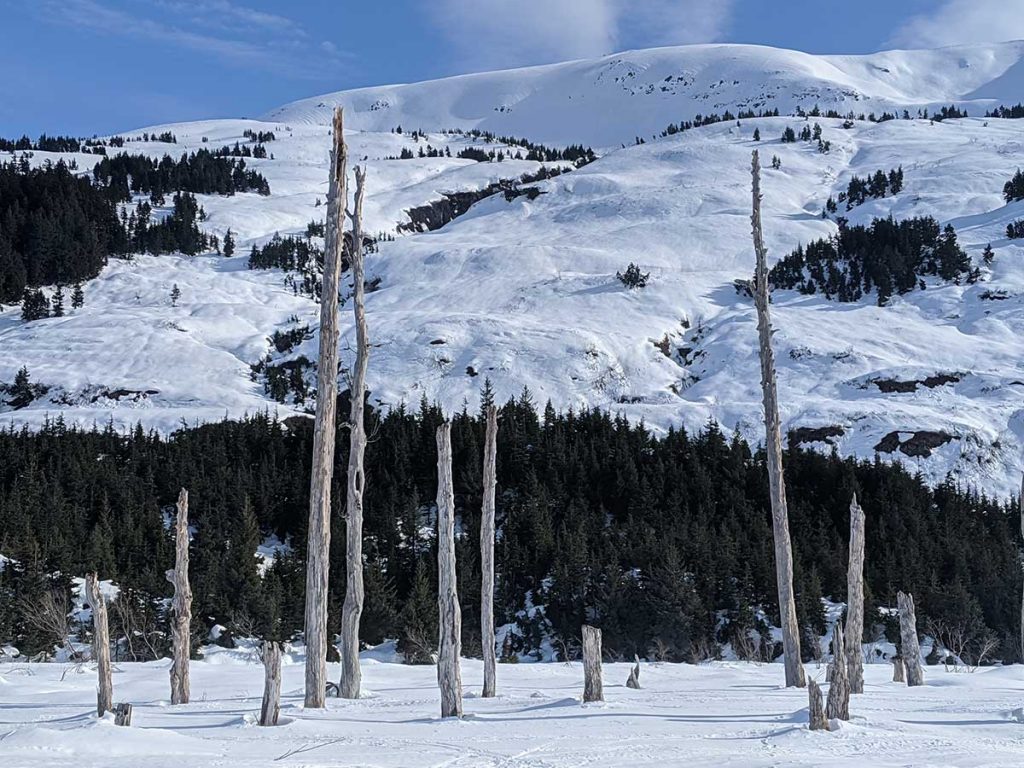 Skookum Glacier Snowy Alaskan landscape with dead ghost forest tree trunks.