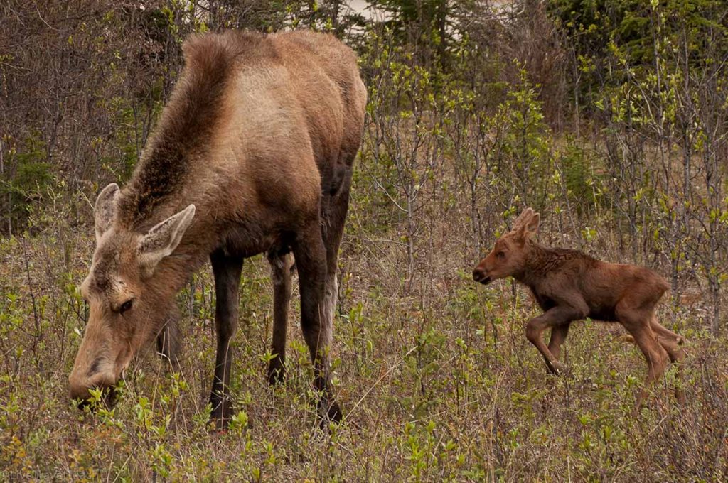 a mother moose grazing while her young calf runs nearby