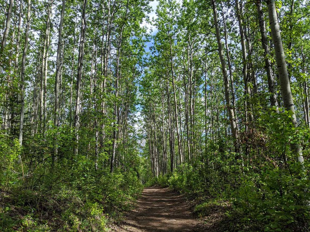Pepper Peak aspen forest