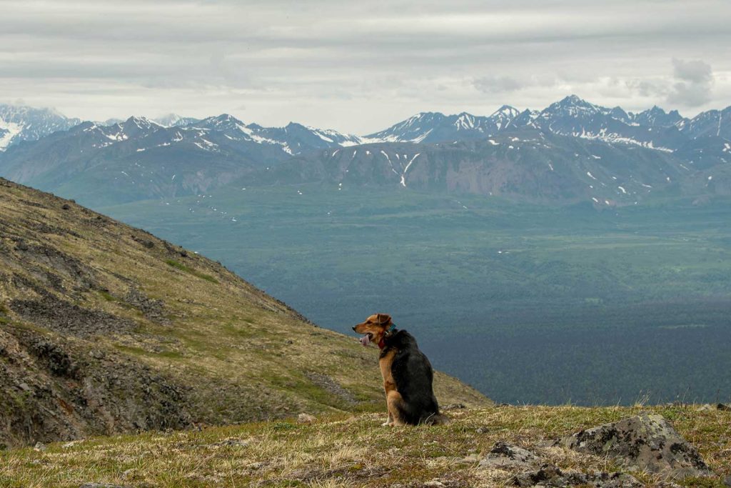 a dog on the Kesugi Ridge Trail in Denali State Park