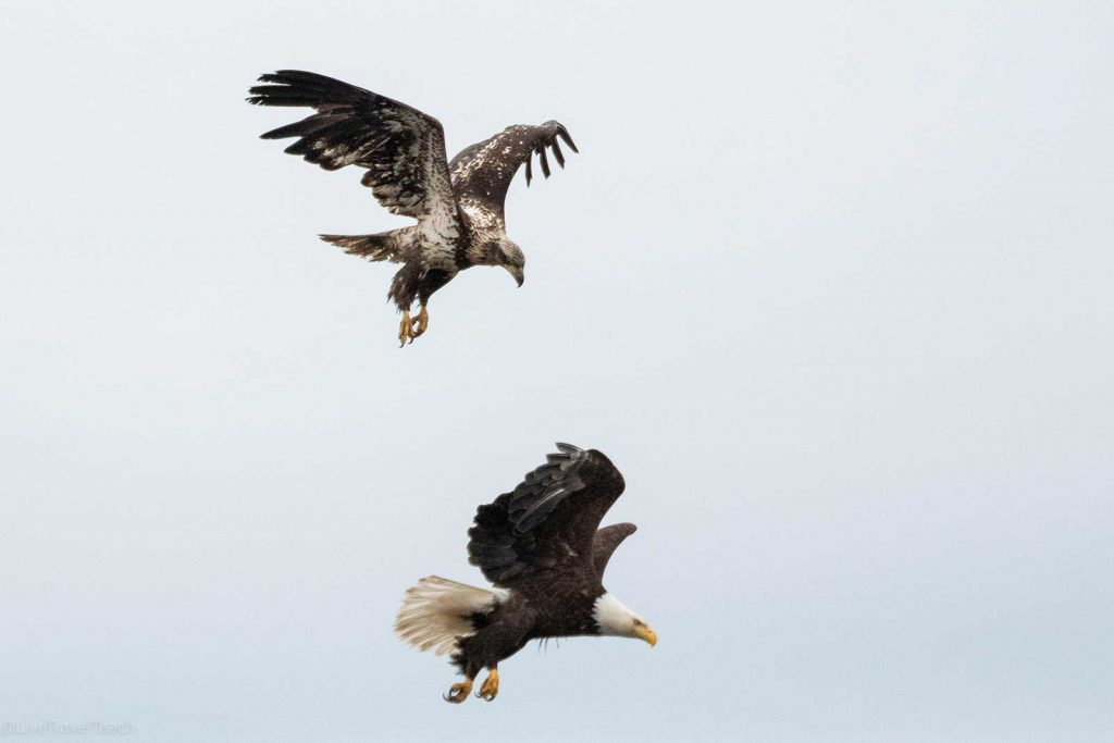  a pair of Bald Eagles flying