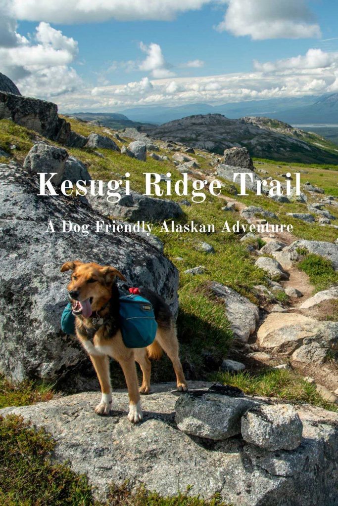 Kesugi Ridge Trail: A dog-friendly Alaskan adventure