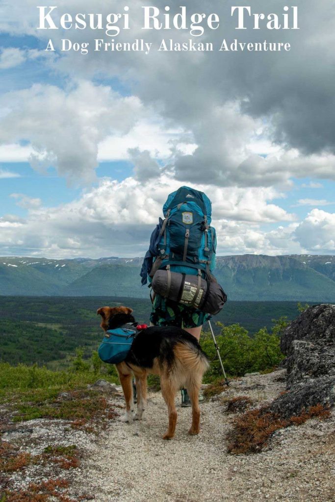 Kesugi Ridge Trail: A dog-friendly Alaskan Adventure