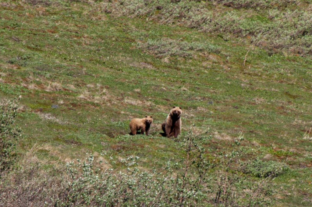  grizzly bears