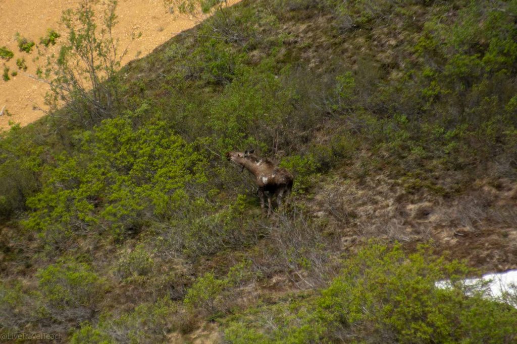 moose munching on trees 