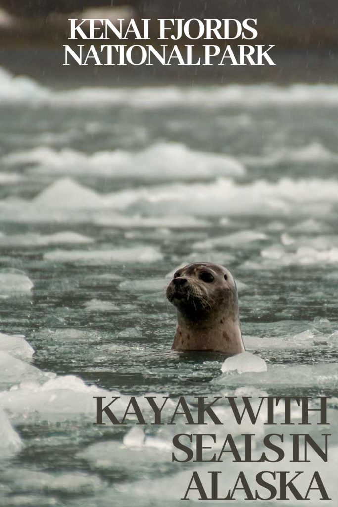 Aialik Glacier Kayaking Kayak with Seals in Alaska