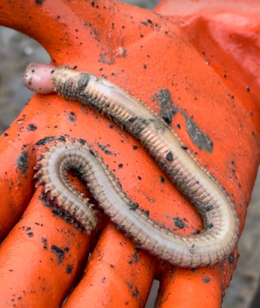 Kenai Fjords Kayak A hand holding a worm