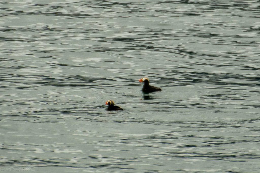 Kenai Fjords Kayak Puffins floating on the ocean