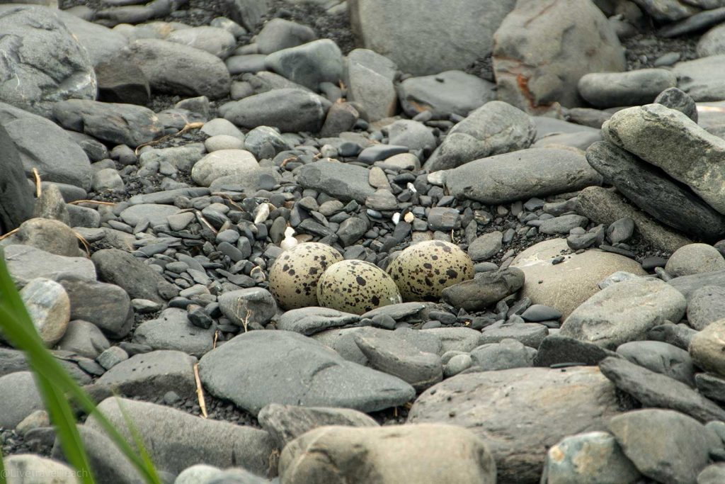 Oystercatcher nest with 3 eggs.