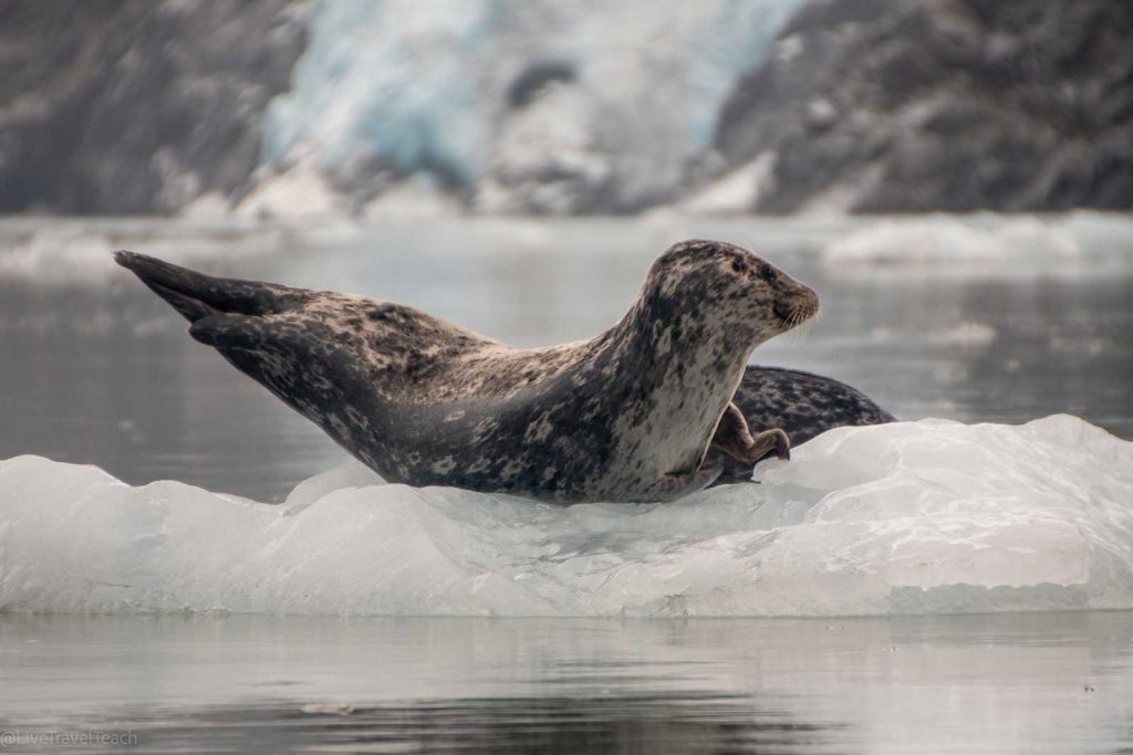 Kenai Fjords Kayak Seal and pup on a small iceberg