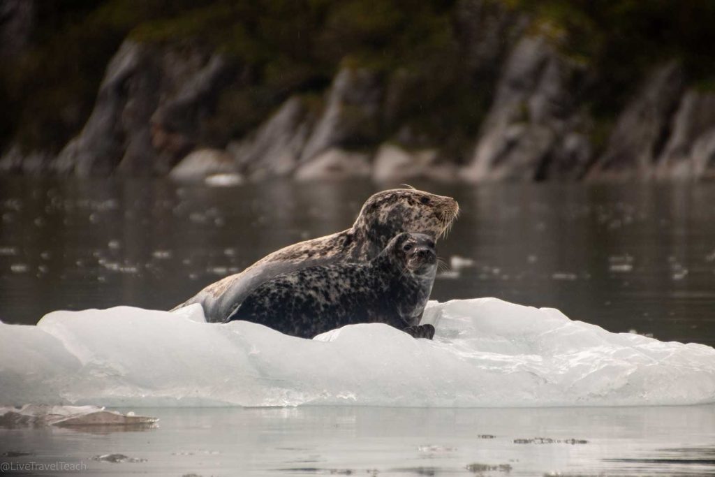 Kenai Fjords Kayak A seal and her pup resting on an ice growler in Kenai Fjords National Park
