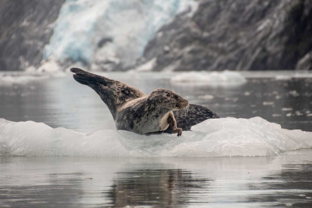 Kenai Fjords Kayak Mother seal with her pup lounging on a floating ice growler