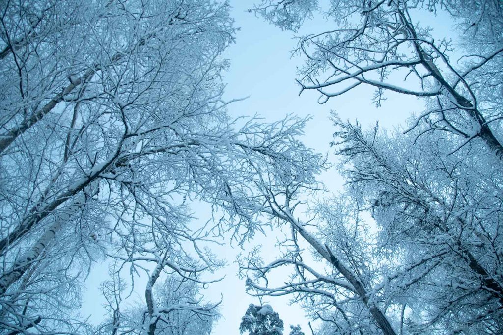 Weston Heated Glove Liners Snow-covered tree branches against a winter sky