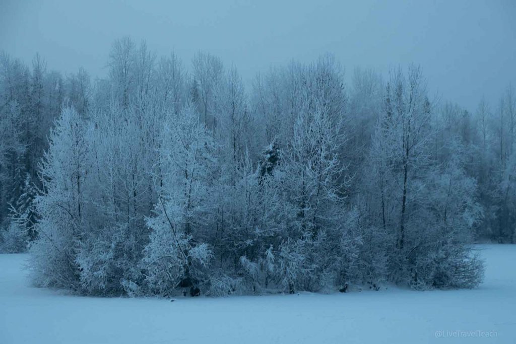 Weston Heated Glove Liners Trees and ground covered in fresh snow during winter