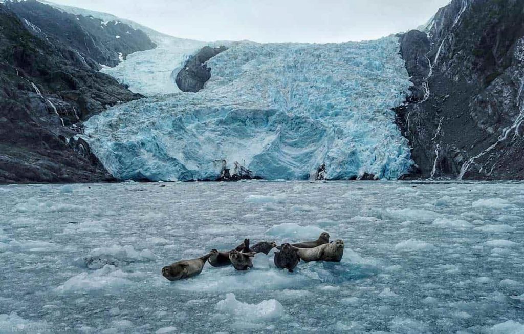 Alaska Seals and Glacier