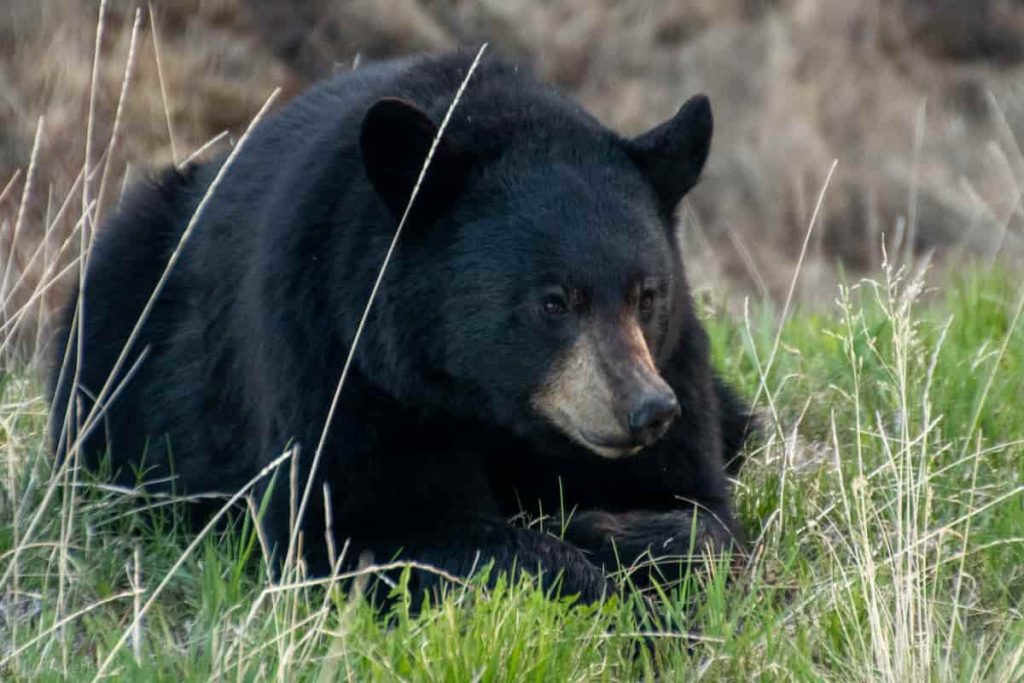 Alaska Black Bear