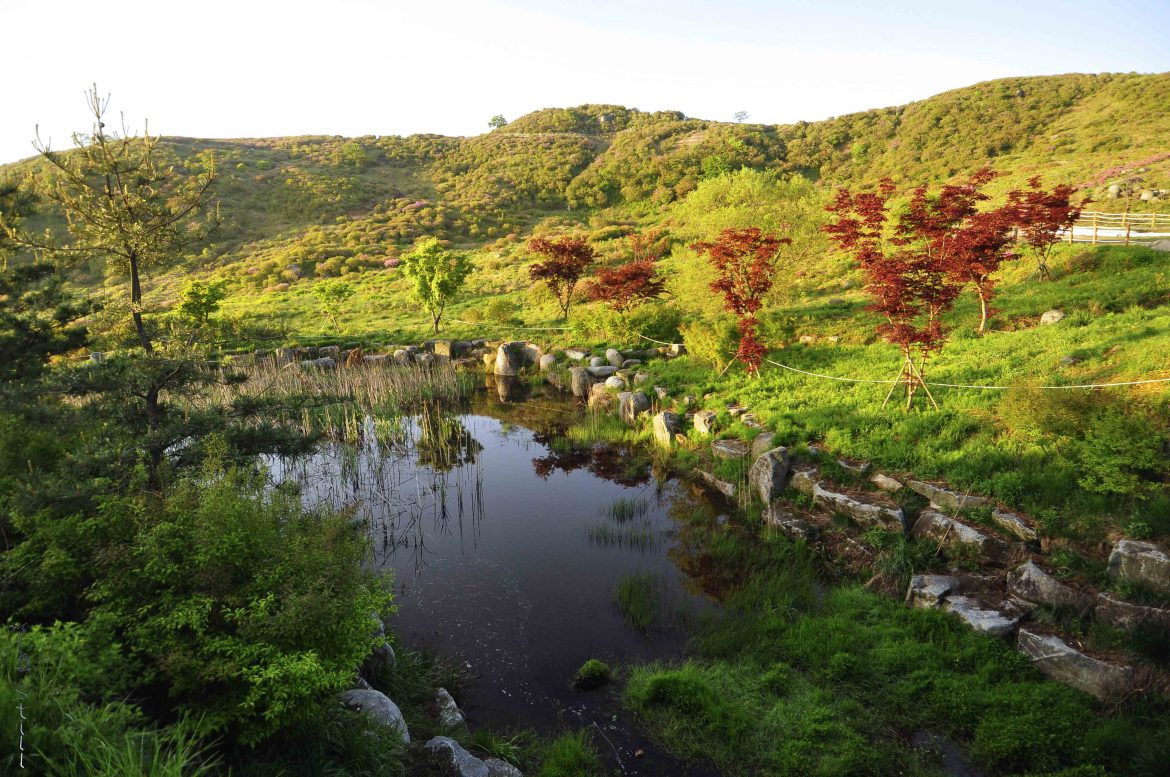 Sunrise hike to Hwangmaesan’s Royal Azalea Festival – Seoul Hiking Group