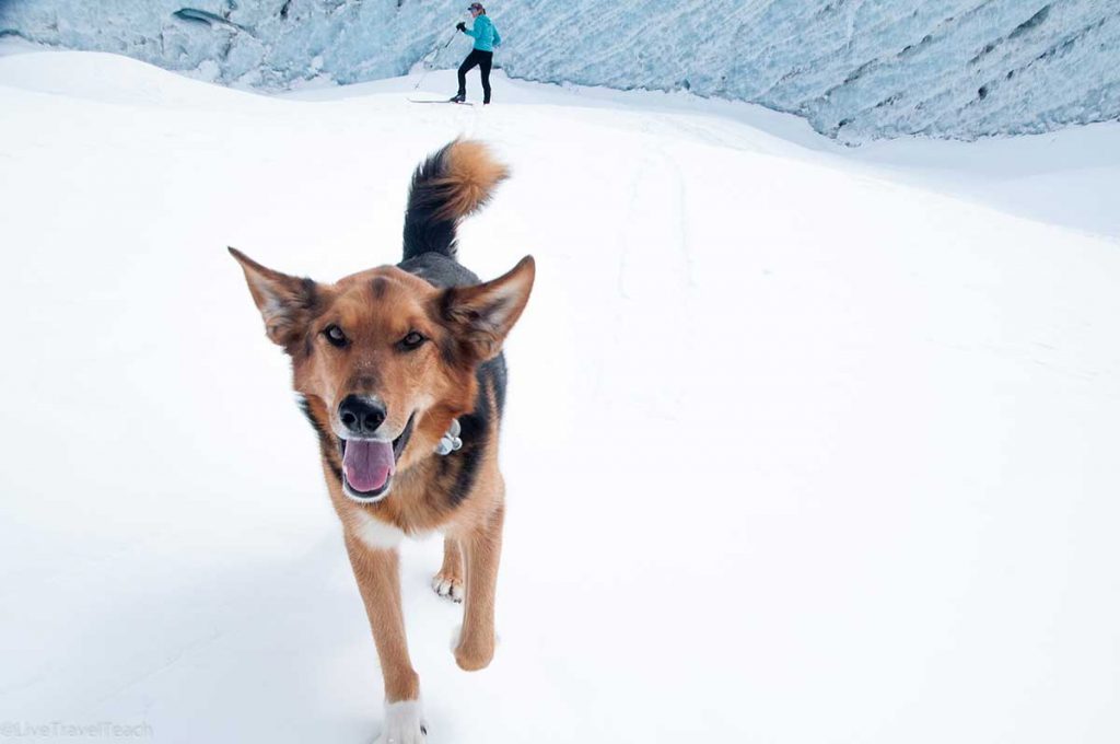 Skookum Glacier a dog walks through snow with a skier on a glacier in the background