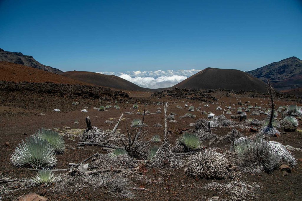 Hiking in Haleakala Haleakalā silverswords