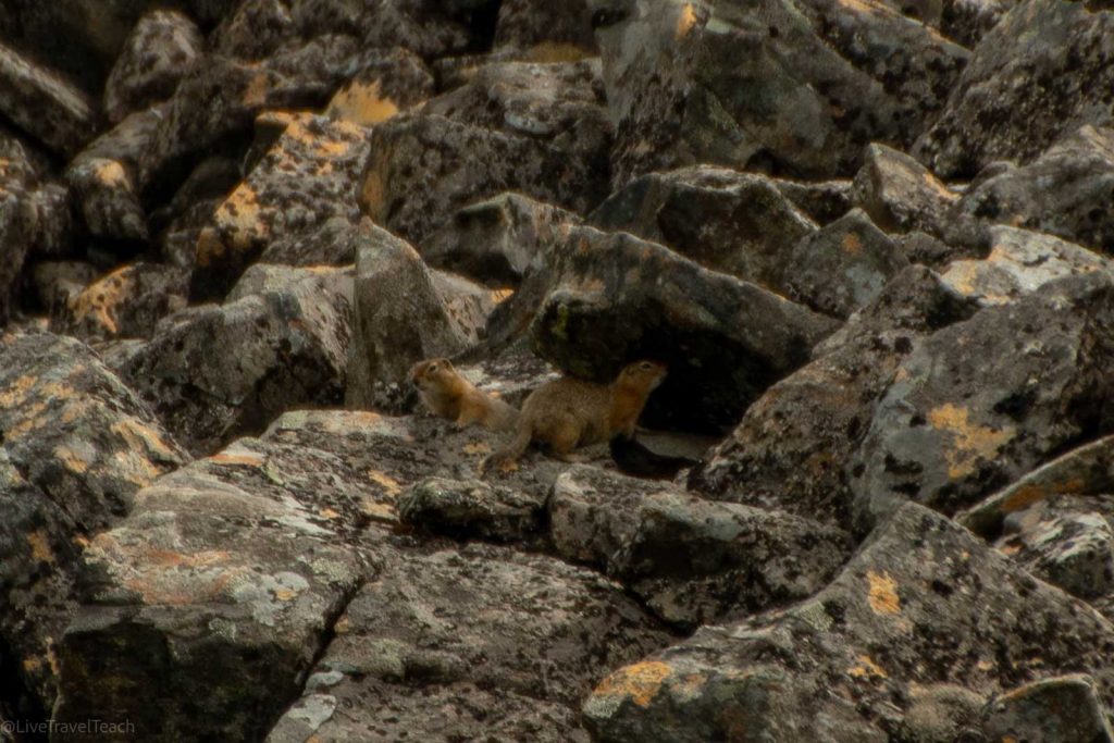  ground squirrels