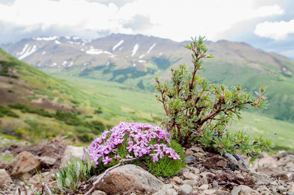 Moss Campion